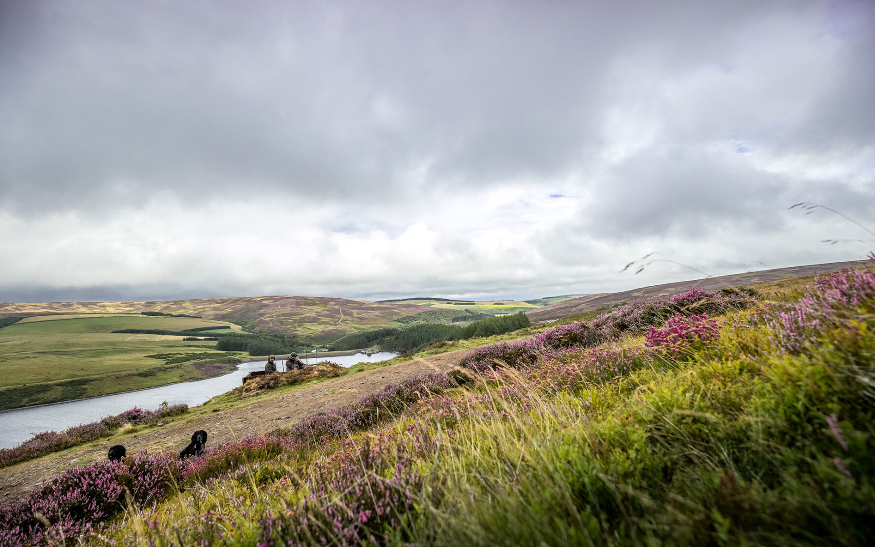 Sporting Grouse